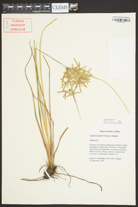 Cyperus lecontei image