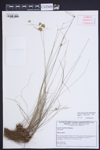 Cyperus filiculmis image