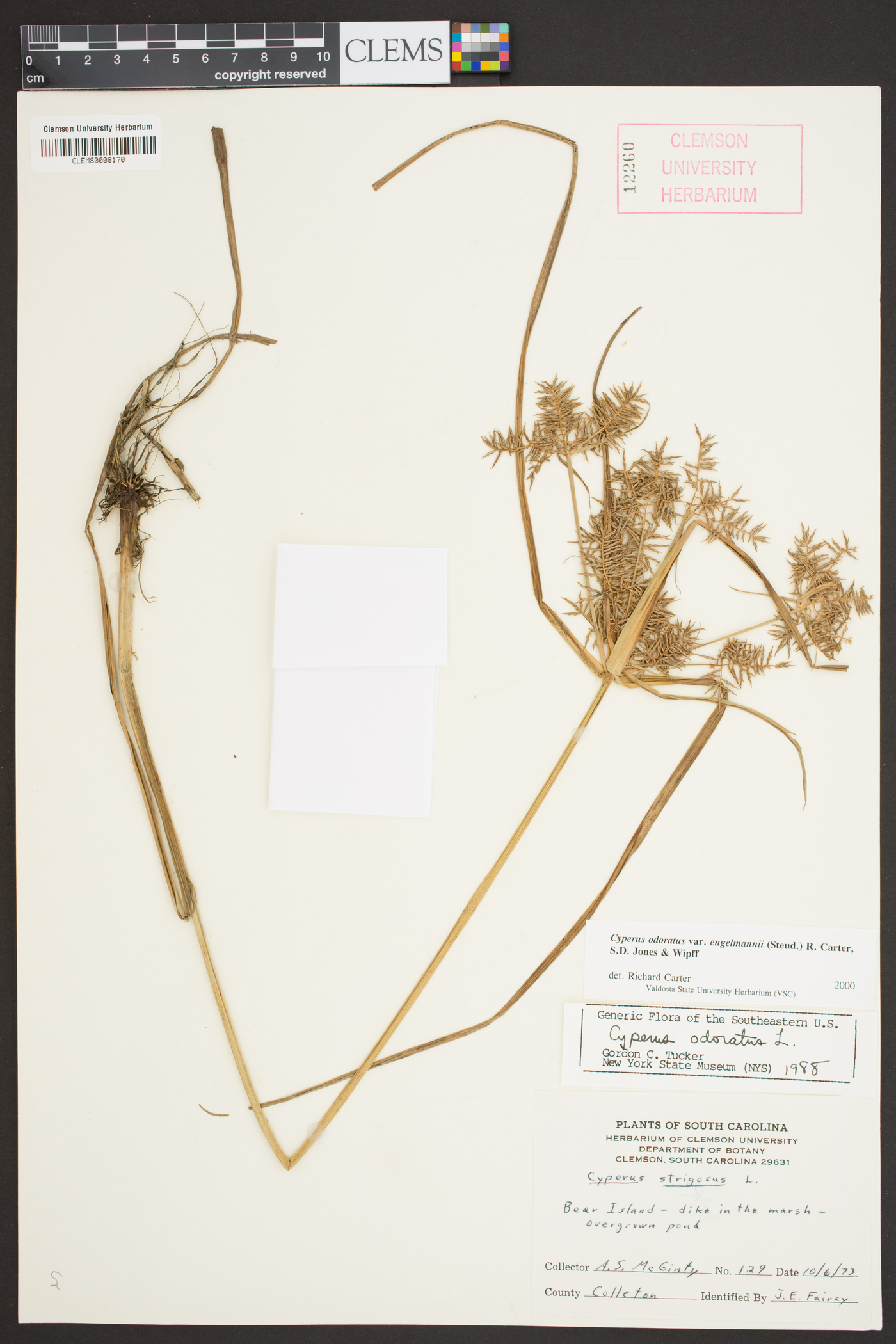 Cyperus odoratus subsp. odoratus image