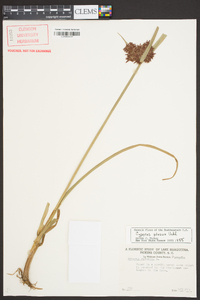 Cyperus pilosus image