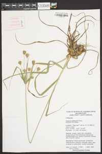 Cyperus plukenetii image