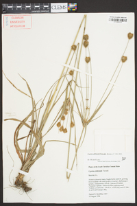 Cyperus plukenetii image