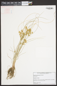 Cyperus polystachyos image