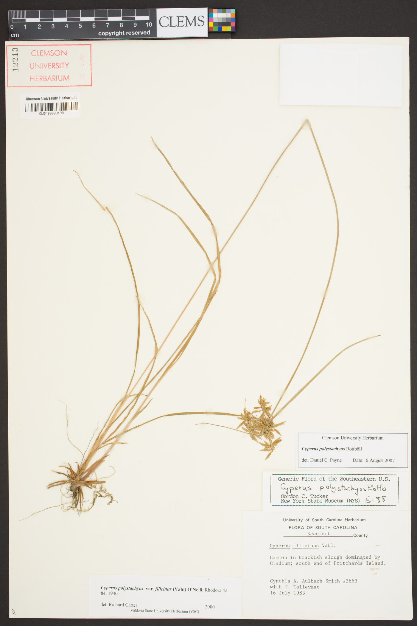 Cyperus polystachyos var. filicinus image