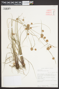 Cyperus filiculmis image