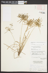 Cyperus polystachyos var. filicinus image