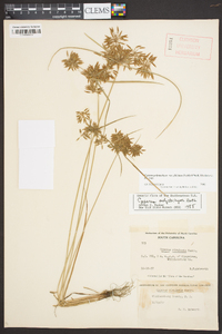 Cyperus polystachyos image