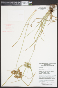 Cyperus pseudovegetus image