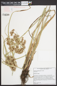 Cyperus pseudovegetus image