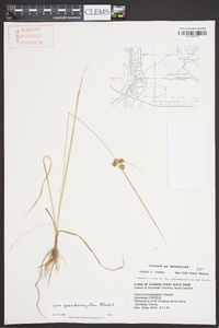 Cyperus pseudovegetus image