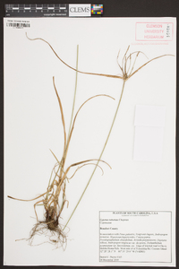 Cyperus retrorsus image