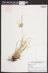 Cyperus retrorsus image