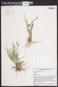 Cyperus retrorsus image