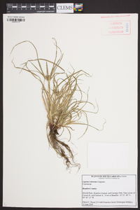 Cyperus retrorsus image