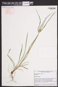 Cyperus retrorsus image