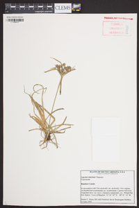 Cyperus retrorsus image