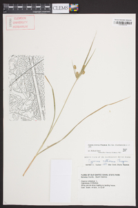 Cyperus retrorsus image