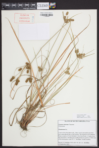 Cyperus retrorsus image