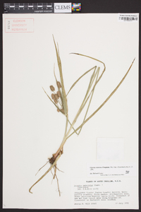 Cyperus retrorsus image