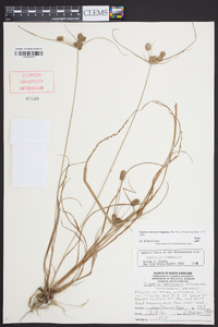 Cyperus retrorsus image