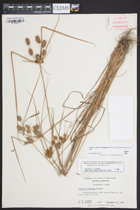 Cyperus retrorsus image