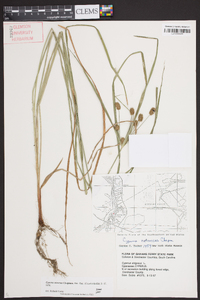 Cyperus retrorsus image