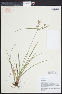 Cyperus retrorsus image