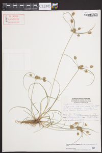 Cyperus retrorsus image