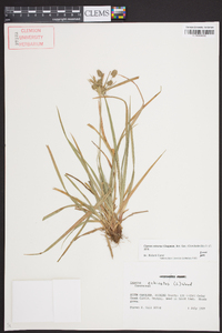 Cyperus retrorsus image