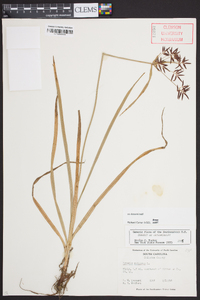 Cyperus rotundus image