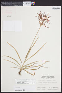 Cyperus rotundus image