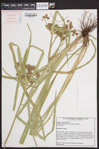 Cyperus virens image