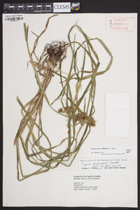 Cyperus virens image