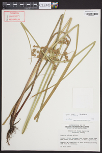 Cyperus virens image