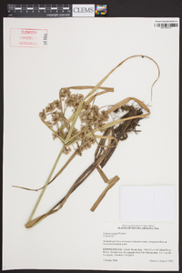 Cyperus virens image