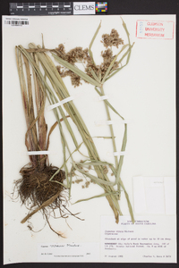 Cyperus virens image