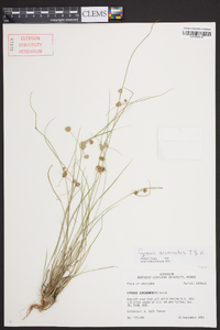 Cyperus acuminatus image