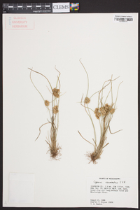 Cyperus acuminatus image