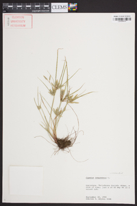 Cyperus compressus image