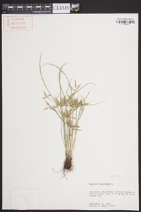 Cyperus compressus image