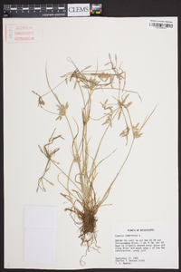 Cyperus compressus image