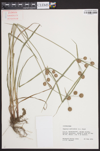 Cyperus echinatus image