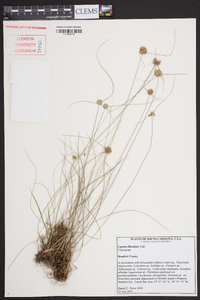 Cyperus filiculmis image