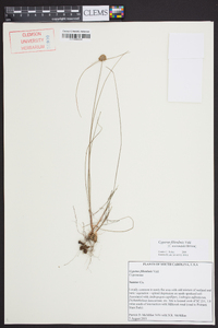 Cyperus filiculmis image