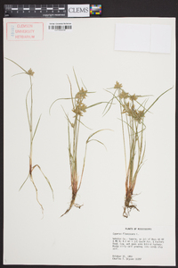 Cyperus flavescens image