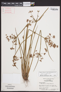 Cyperus haspan image