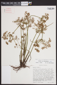 Cyperus haspan image