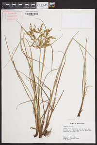 Cyperus iria image