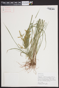 Cyperus iria image