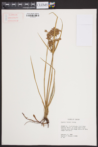 Cyperus lecontei image